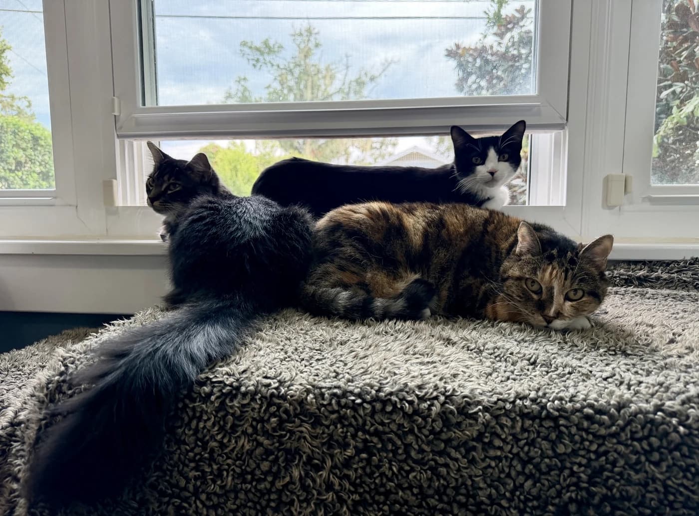 Chemi, Tashi, and Brave relaxing on a rug beside a sunny window