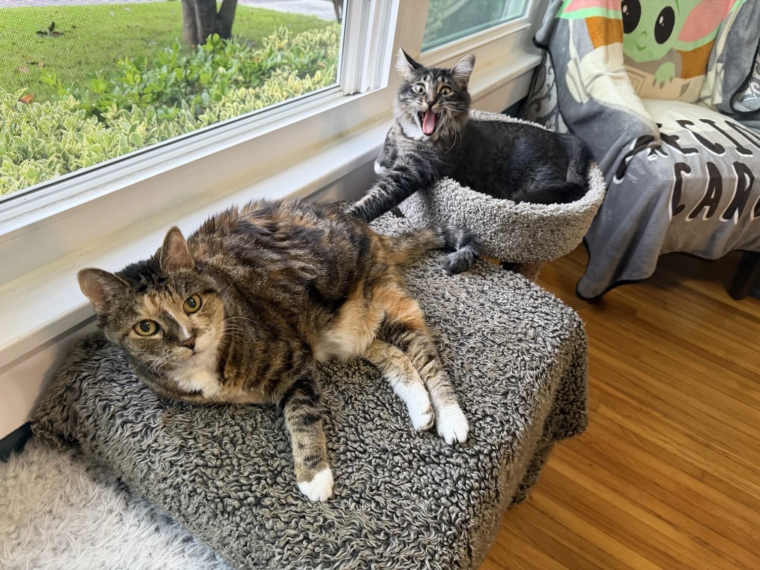 A sunny window and cat tree, with two cats relaxing